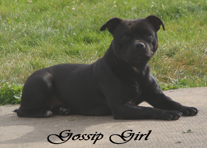 Gossip girl (Sans Affixe)